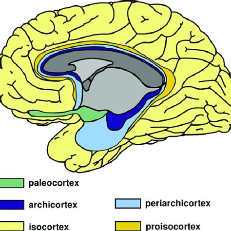 1 Medial aspect of the right hemisphere with the delineation of the ...