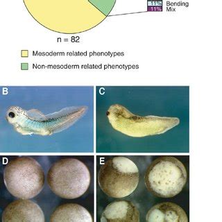 Mesoderm related phenotypes. (A) Classification based on phenotype can ...