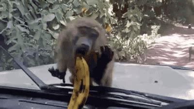 Monkey Eating Banana Gif