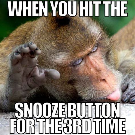 Funny Monkey Meme