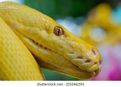 1,438 Albino Boa Images, Stock Photos & Vectors | Shutterstock