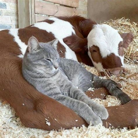 Cat and cow friends | Animals, Animals friendship, Cute animals