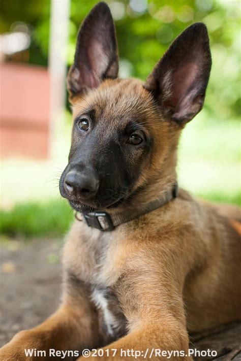 11 weeks old malinois puppy Zino | Malinois puppies, Belgian malinois ...