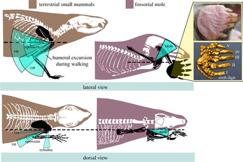 How moles walk; it's all thumbs | Biology Letters