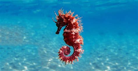 10 Incredible Seahorse Facts - A-Z Animals