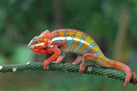 Choosing a Starter Pet Chameleon by Type