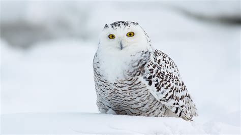 Download Bird Owl Animal Snowy Owl 4k Ultra HD Wallpaper