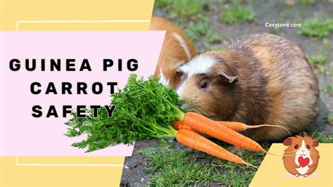 Can Guinea Pigs Eat Carrots? - Cavy Love