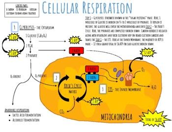 Cellular Respiration - Diagram by For the Love of Science and Shopping