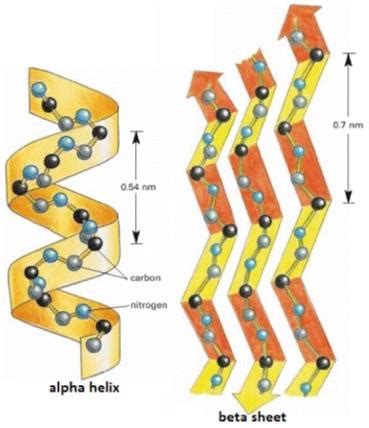 Protein secondary structure; α helix and β sheet (Alberts et al., 2002 ...