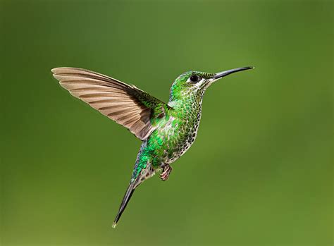 Hummingbird in Flight Photograph by Hali Sowle - Fine Art America