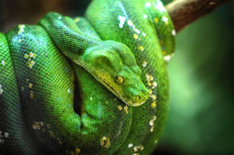 A Guide to Caring for Green Tree Pythons as Pets