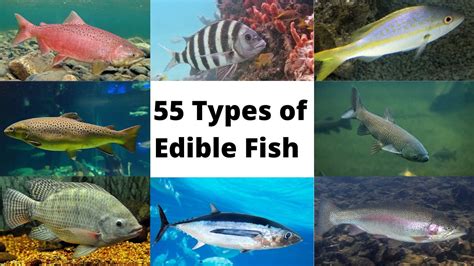 Types Of Edible Fish