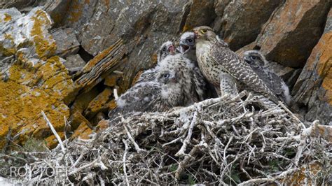 Zion Re-opens Climbing Routes After Falcon Nesting Season | UPR Utah ...