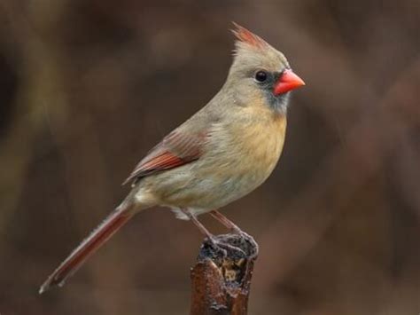 What Do Baby Red Cardinals Look Like | manasocietyvenezuela