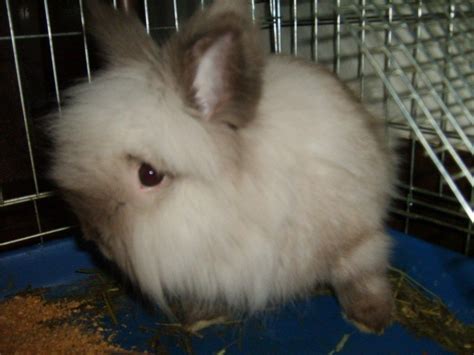 Jersey Wooly Rabbits | Rabbits for sale, Rabbit, Rabbit breeds