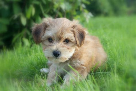 Cute. Bichon/ yorkie. Tiny puppy! | Tiny puppies, Puppies, Yorkie