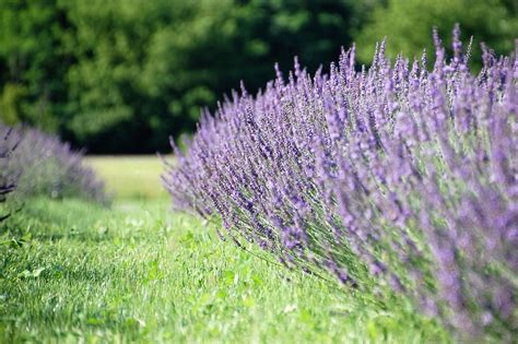 Lavender Thyme Tea Cake — Inspired by the Seasons