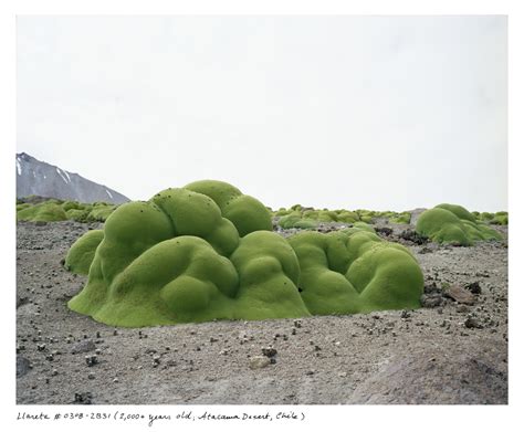 Photos: 11 of the Oldest Living Things in the World | Time