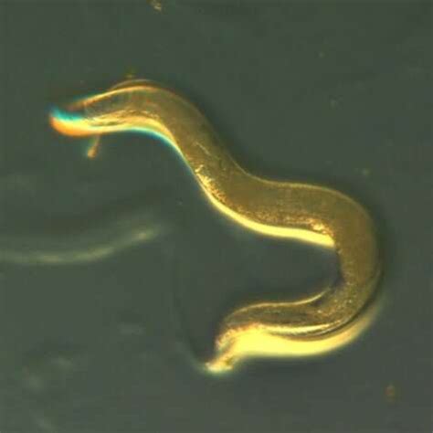 Worms fed a natural plant extract fatten, live 40% longer - My Best ...