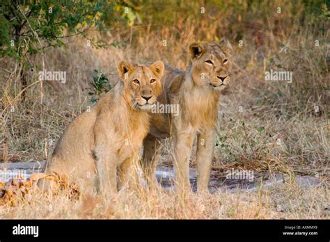 Asiatic Lion cub Stock Photo - Alamy