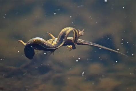 7 Interesting Facts About Eastern Newts - The Critter Hideout