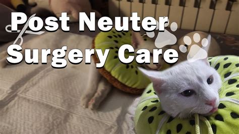 My Cat's Journey | Post Neuter Care Explained | Things You Should Do ...