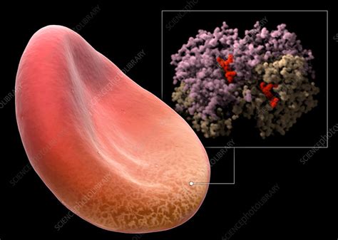 Red Blood Cell and Haemoglobin Molecule - Stock Image - C043/6357 ...