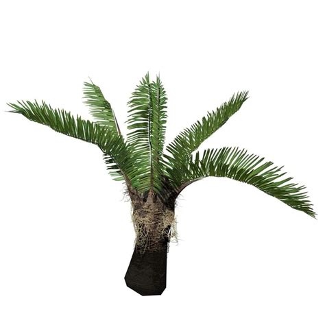 Sago Palm Seedling – SpeedTree