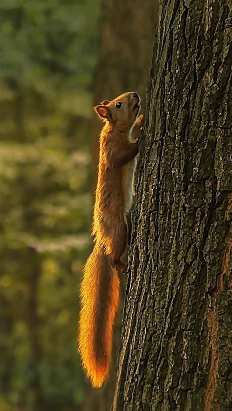 A squirrel climbing a tree - About Wild Animals