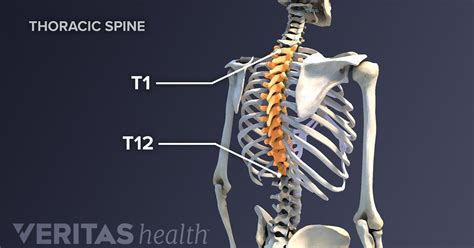 L1 Spine - Pin On Thoracic Vertebrae - muripgamer