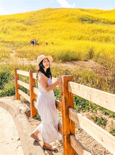 How to See the Chino Hills State Park Wildflowers (Mustard Blooms ...