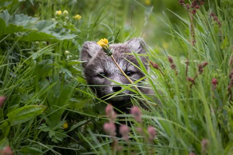 Photographing Adorable Arctic Fox Cubs Emerging From Their Dens | PetaPixel