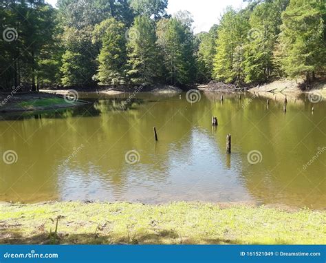 Louisiana Swamp stock image. Image of louisiana, muddy - 161521049