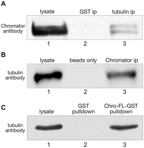 (A) Immunoprecipitation of lysate from S2 cells using tubulin antibody ...