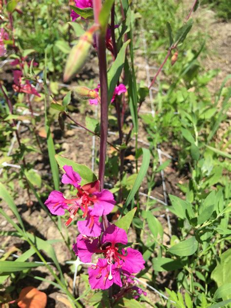 clarkia | Bloom, Plants, Garden