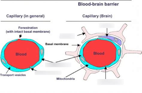 Blood Brain Barrier Diagram | Quizlet