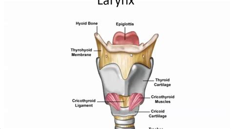 Airway Anatomy Innervation - YouTube