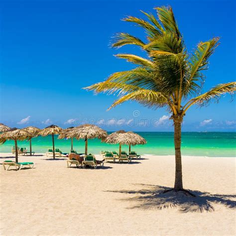 Spiaggia Di Varadero in Cuba Con Un Cocco Fotografia Stock - Immagine ...