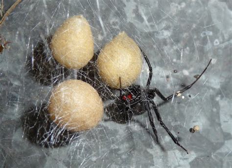 black widow spiders habitat : Biological Science Picture Directory ...