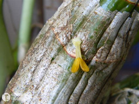 BioPhotos Ivan Pawluk - Biodiversidad: Catasetum Fimbriatum