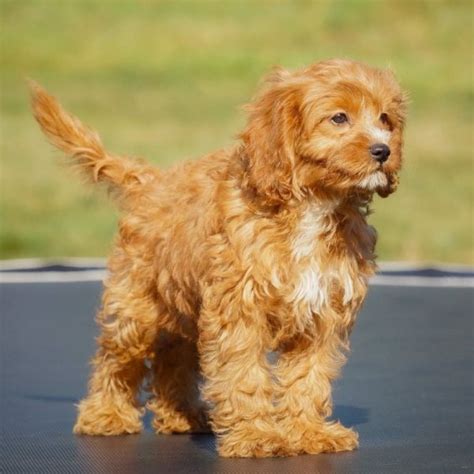 Female F1 Cavapoo Puppy for Sale | ID 6109-AB