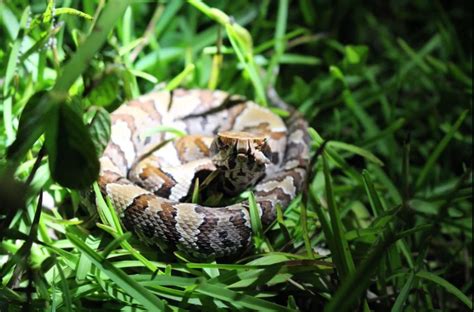 How to Identify a Baby Cottonmouth Snake (16 Helpful Photos)