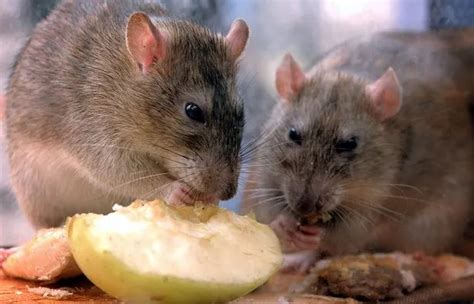 Is your house rat-proof? Experts warn of 12 ways rats will invade your ...