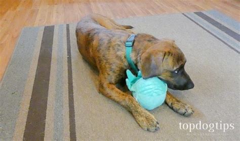 Review: BARK Dog Toys, Chews and Treats – Top Dog Tips