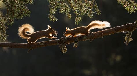 Forest Animals: 9 Animals Adapted to Forest Life - Woodland Trust