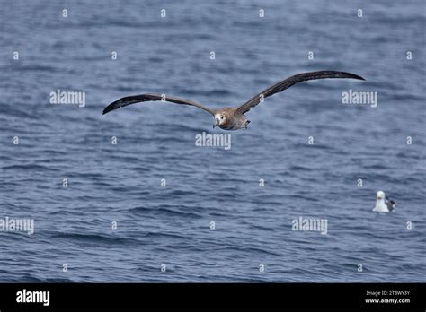 Black-footed Albatross (Phoebastria nigripes) in the North Pacific ...