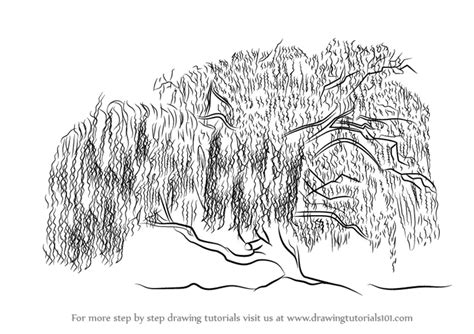 How to Draw a Willow Tree (Trees) Step by Step | DrawingTutorials101.com