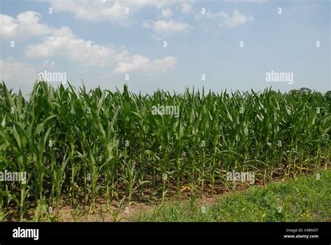 Rows of Corn on a Farm Stock Photo - Alamy