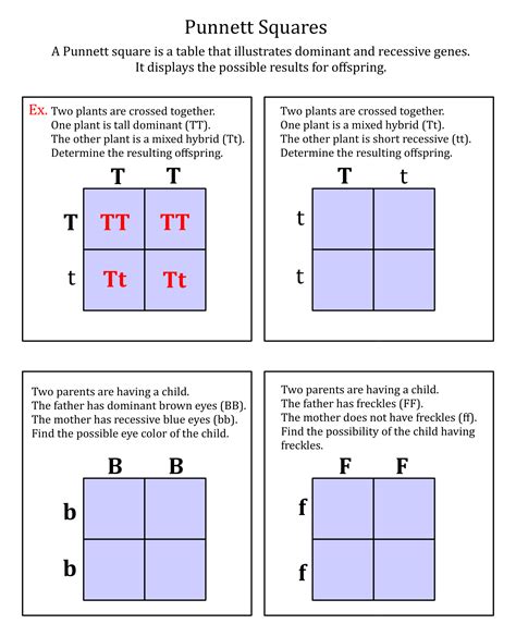 5 Best Images of Printable Punnett Square Worksheets - Punnett Square ...